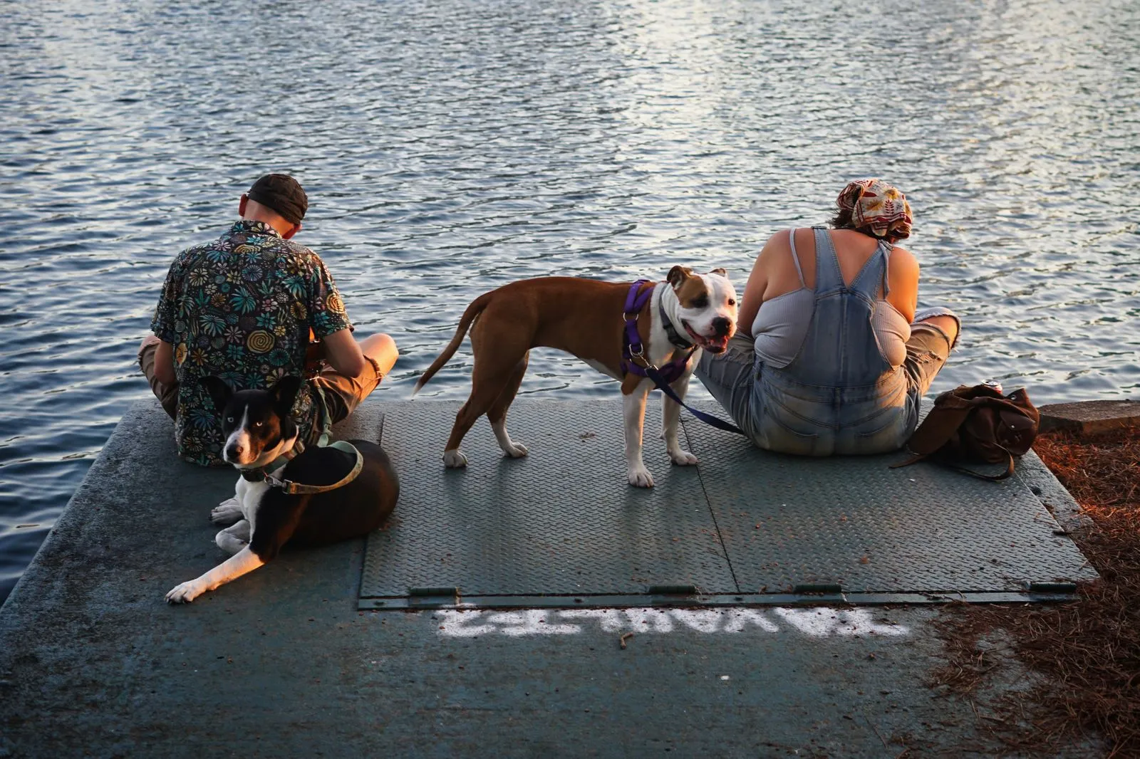 Helping Your Dog Stay Calm Around Visitors