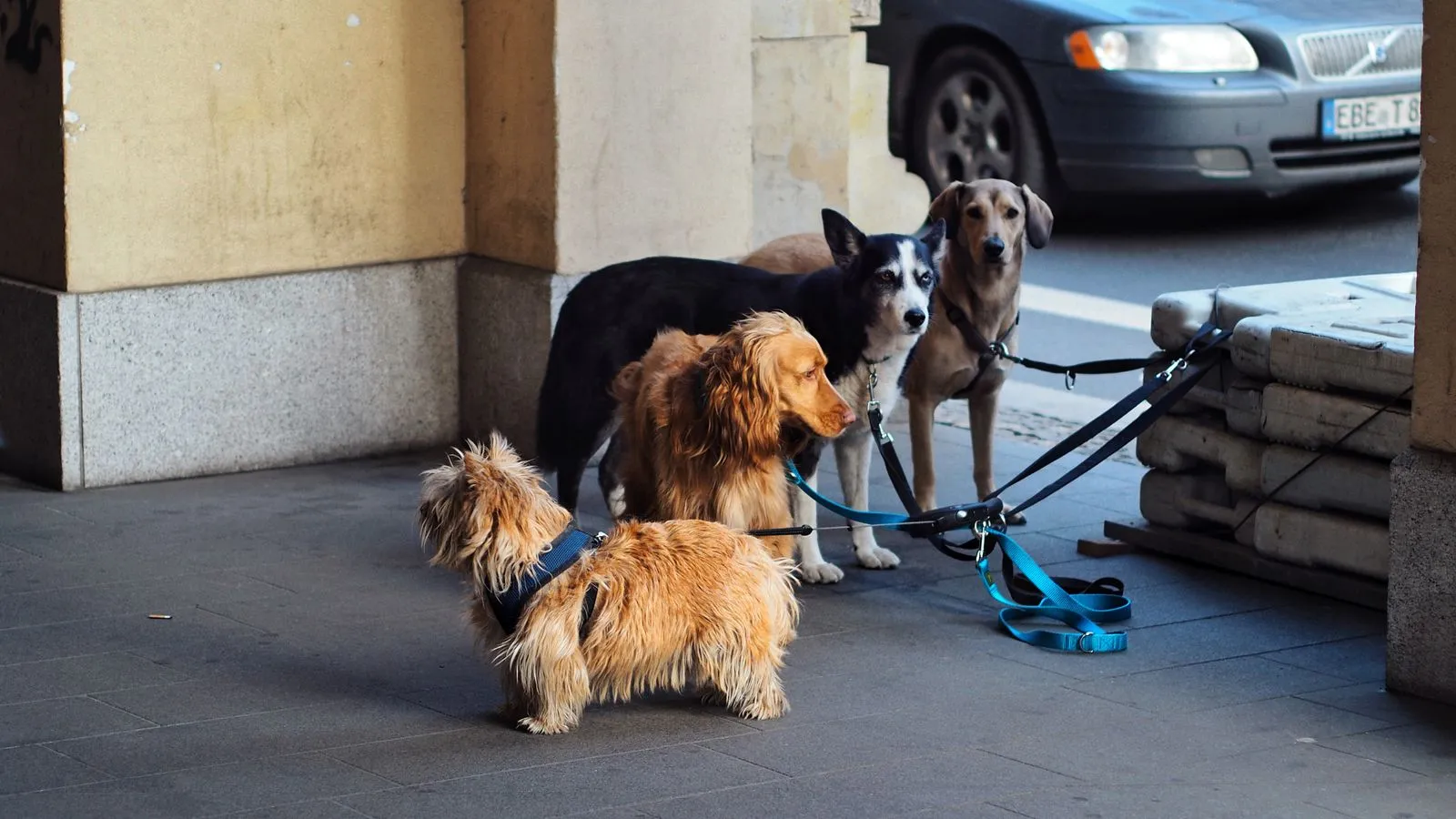 How to Teach Your Dog to Walk on a Loose Leash