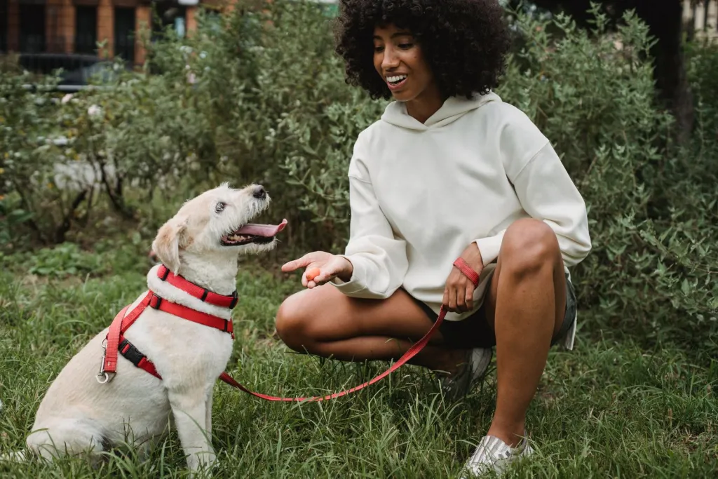 Build Better Habits With Your Dog