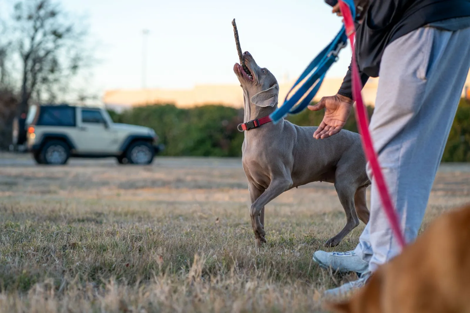 What to Expect at Your First Dog Training Session